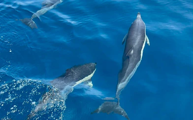 Dolphins swimming in clear blue water during Benalmádena dolphin-watching cruise.
