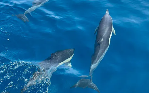 Dolphins swimming in clear blue water during Benalmádena dolphin-watching cruise.