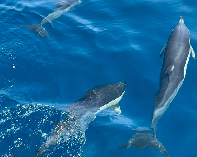Benalmádena Dolphin-Watching Small-Group Cruise on Salacia with Snorkeling, Paddle Surf, and Unlimited Snacks and Drinks