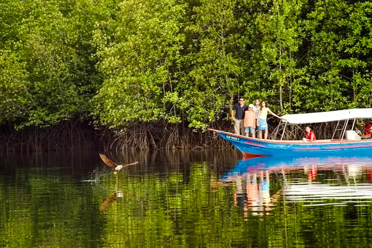 From Langkawi: Kilim Geoforest Park Mangrove and Island-Hopping Cruise with Hotel Transfers and Lunch Image 6