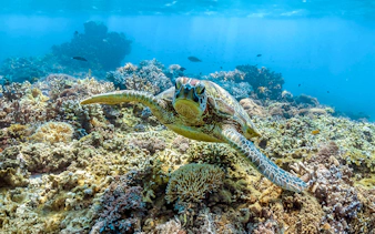 Green sea turtle swimming near coral reef, Great Barrier Reef.