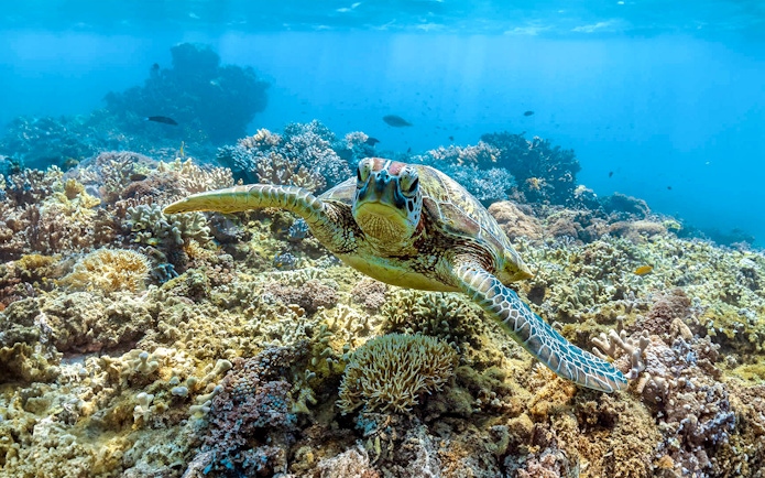Green sea turtle swimming near coral reef, Great Barrier Reef.