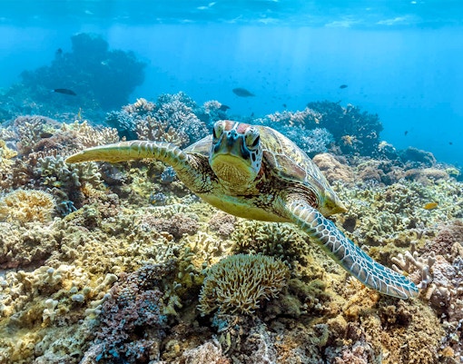 Green sea turtle swimming near coral reef, Great Barrier Reef.