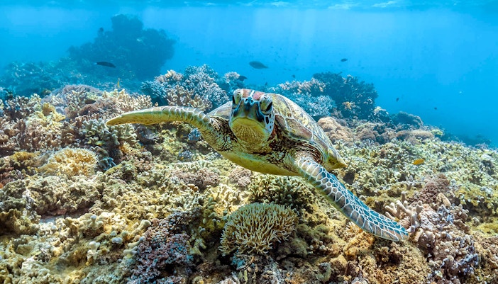 Green sea turtle swimming near coral reef, Great Barrier Reef.