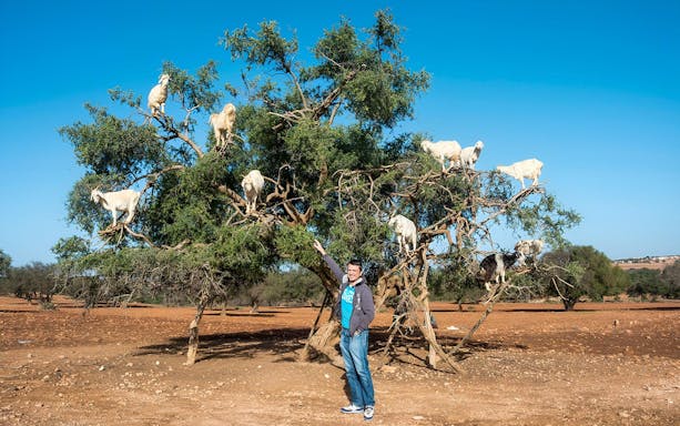 Goats climbing an argan tree in Essaouira during a full day tour.