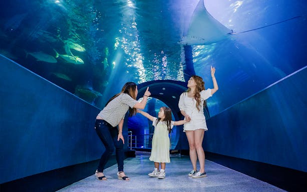Visitors admire marine life in the tunnel at SEA LIFE Melbourne.