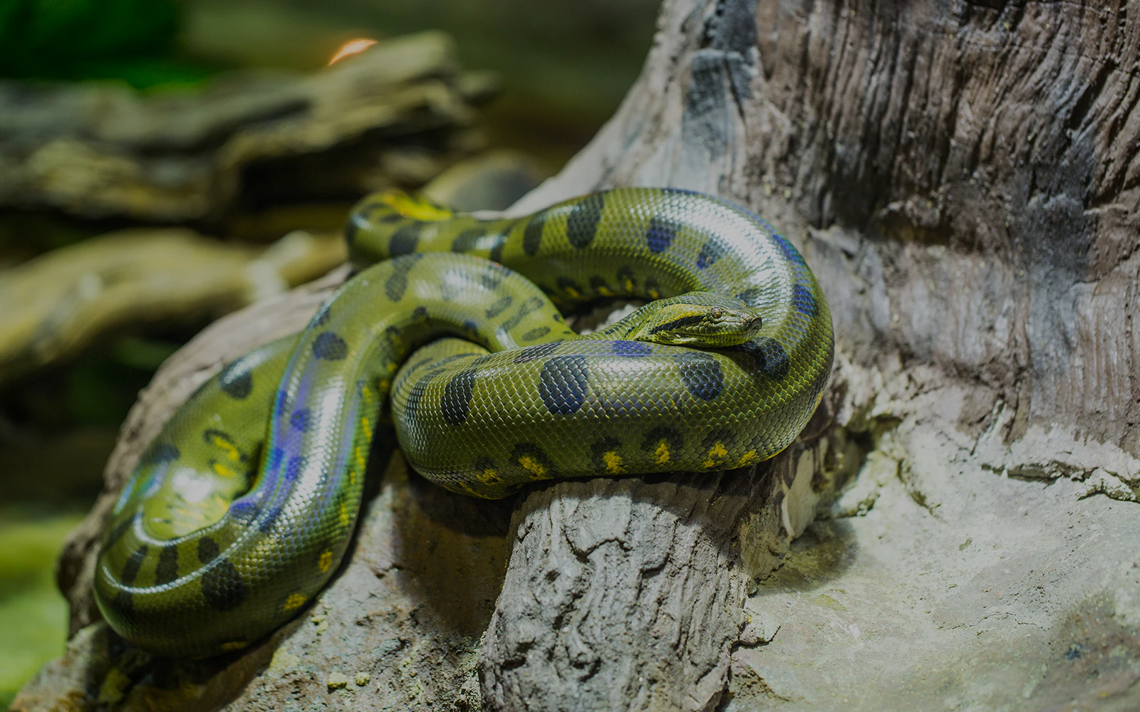 Green Anaconda coiled on a tree branch in a tropical habitat.
