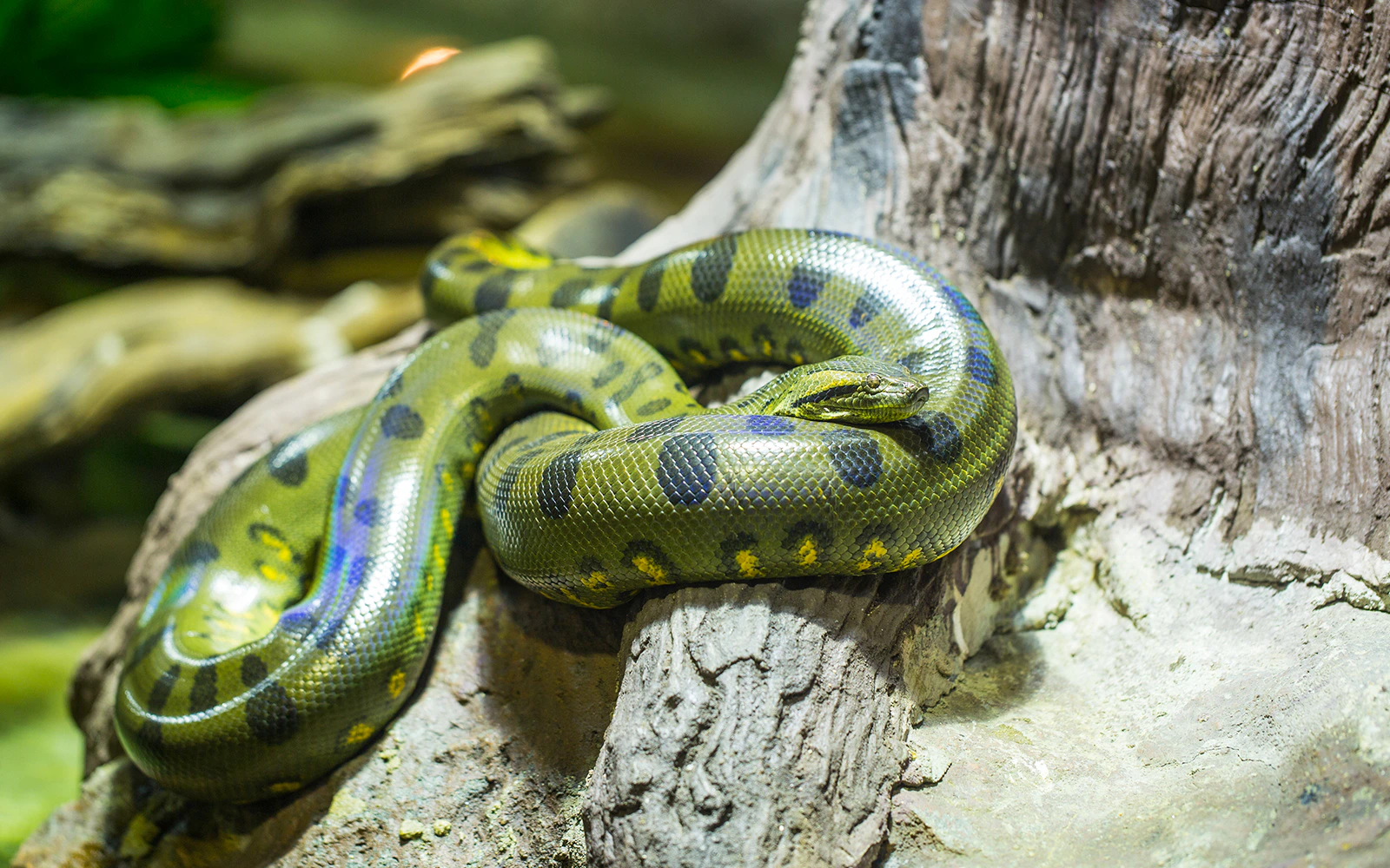 Green Anaconda coiled on a tree branch in a tropical habitat.