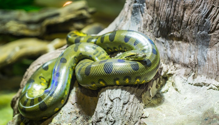 Aquário de Sevilha - Anaconda verde