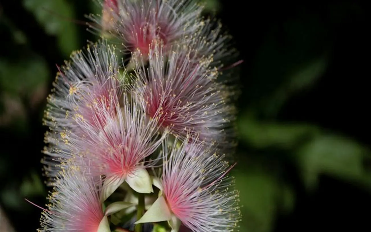 Sagaribana flowers blooming at night during the Iriomote Sagaribana Night Tour, Okinawa.