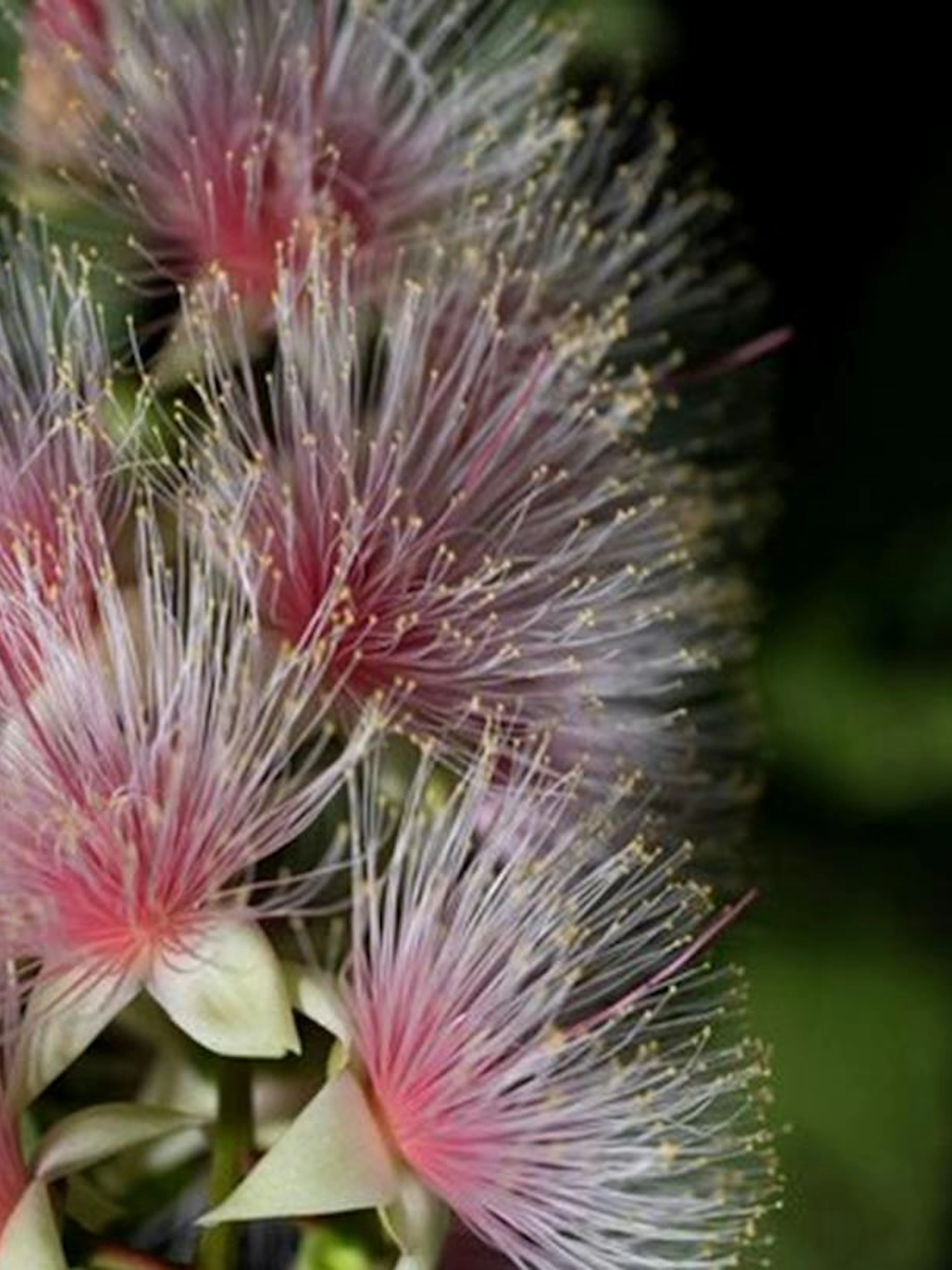 Sagaribana flowers blooming at night during the Iriomote Sagaribana Night Tour, Okinawa.