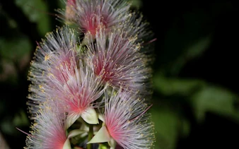 Sagaribana flowers blooming at night during the Iriomote Sagaribana Night Tour, Okinawa.