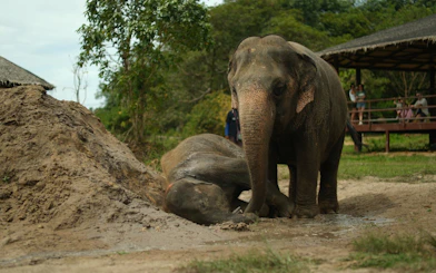 Elephants at a sanctuary in Samui with visitors observing from a platform.