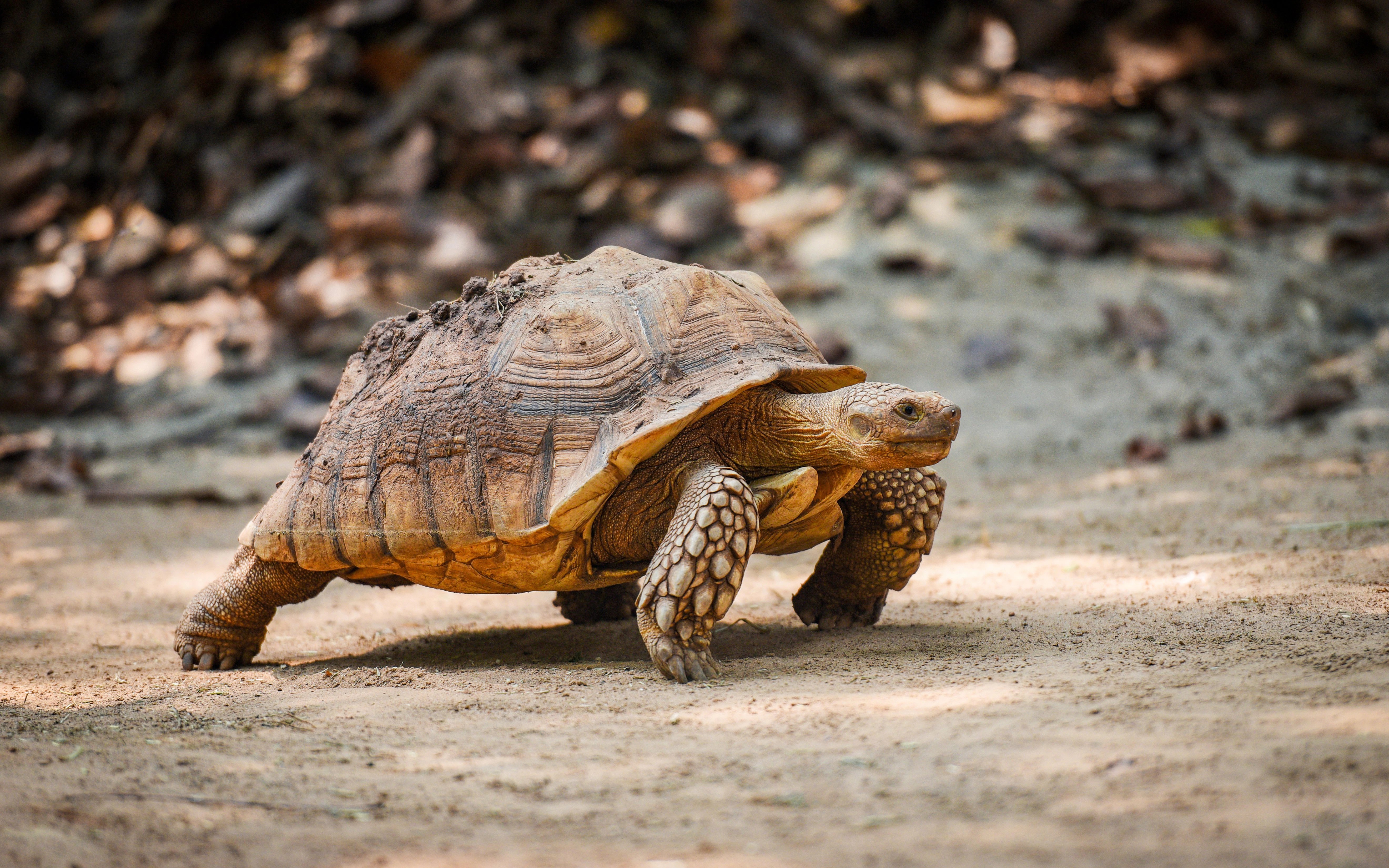 African spurred tortoise walking on sandy ground.