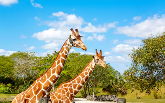 Giraffes in Zoo Safari Park, Mallorca, surrounded by greenery.