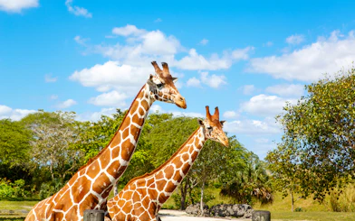 Giraffes in Zoo Safari Park, Mallorca, surrounded by greenery.