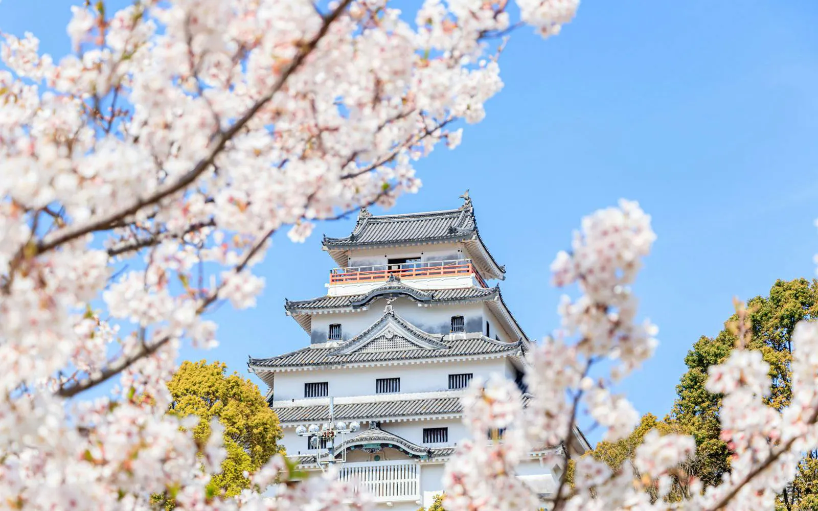 Karatsu Castle framed by cherry blossoms in Karatsu City, Saga Prefecture.