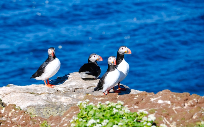 Puffins on rocky shore during Reykjavik RIB speedboat tour.
