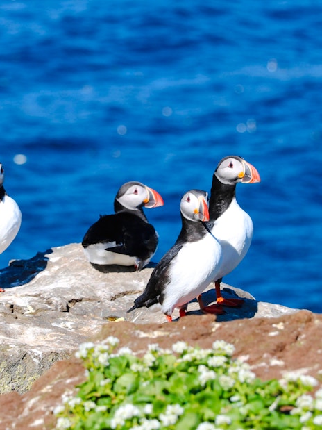 Puffins on rocky shore during Reykjavik RIB speedboat tour.