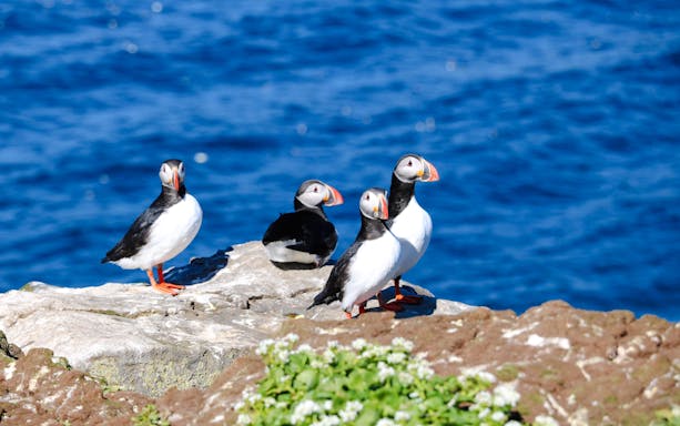 Puffins on rocky shore during Reykjavik RIB speedboat tour.