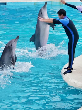 Dolphin show with trainer at Yehliu Ocean World, Taiwan.