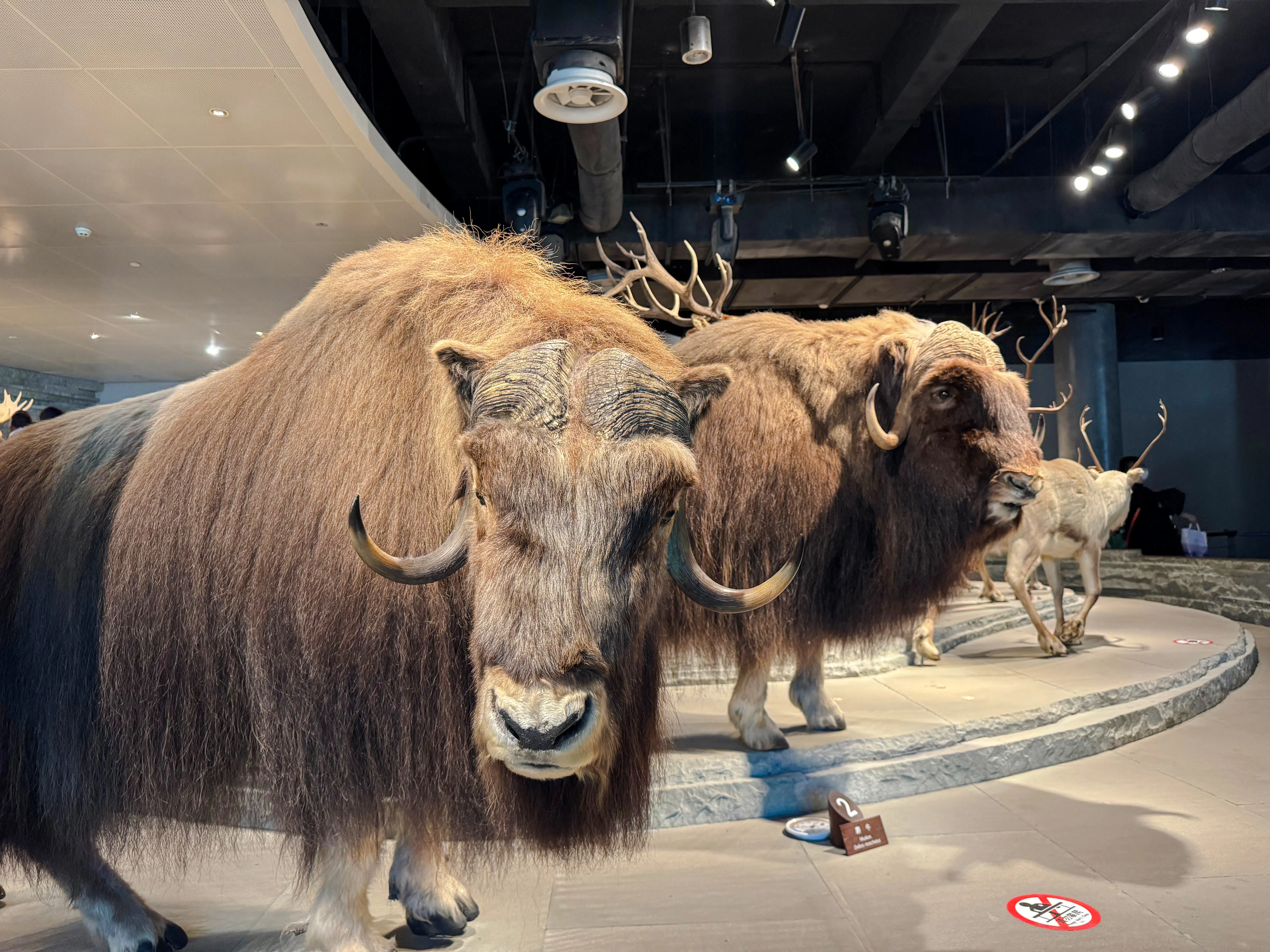 Musk oxen exhibit at Shanghai Natural History Museum.