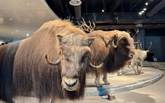 Musk oxen exhibit at Shanghai Natural History Museum.