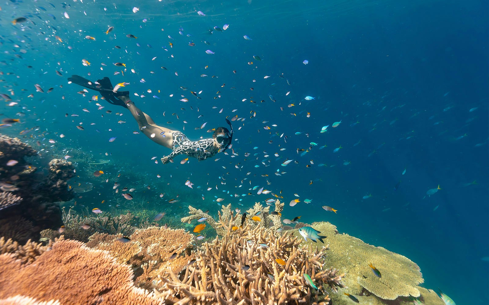 Snorkeler exploring vibrant coral and fish in the Great Barrier Reef.