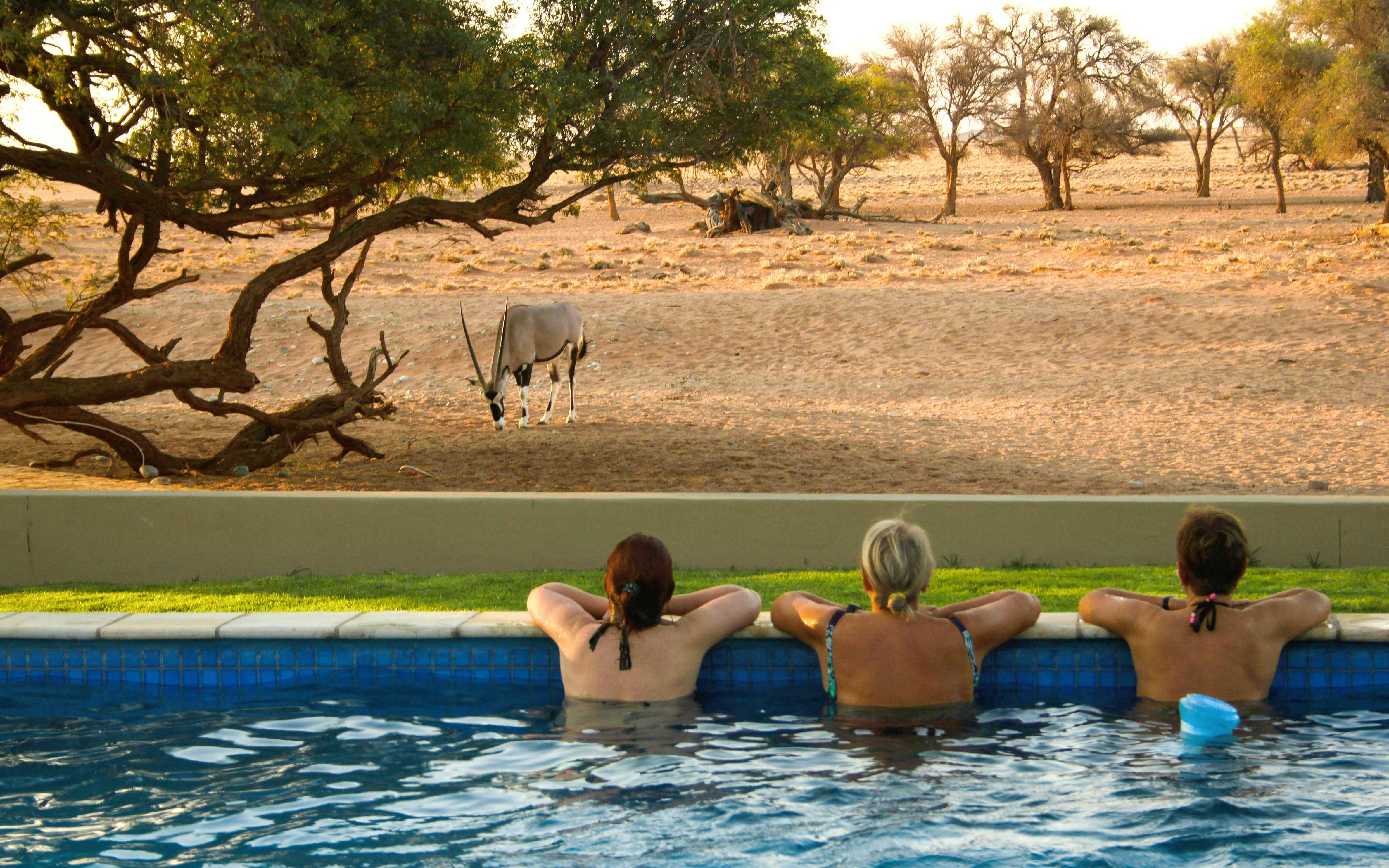 People in a pool observing a gemsbok in the African wilderness.