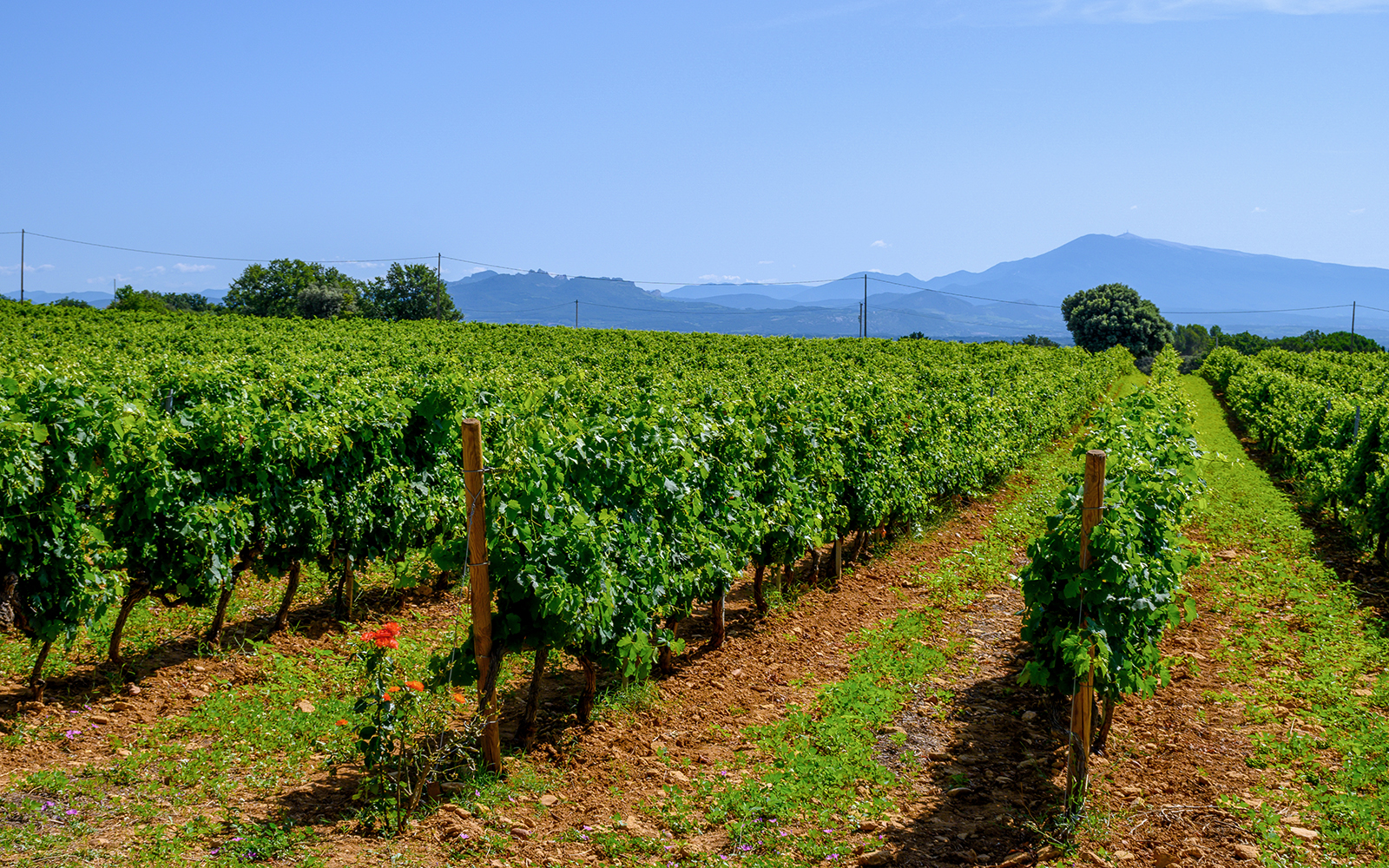 Vineyard in Chateauneuf du Pape with rows of grapevines and distant mountains.