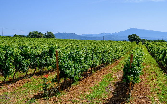Vineyard in Chateauneuf du Pape with rows of grapevines and distant mountains.