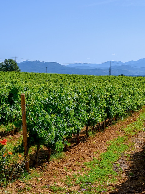 Vineyard in Chateauneuf du Pape with rows of grapevines and distant mountains.