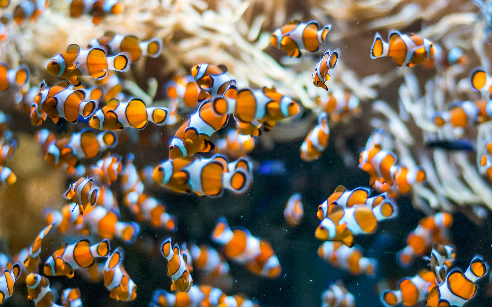 Langkawi Underwater World