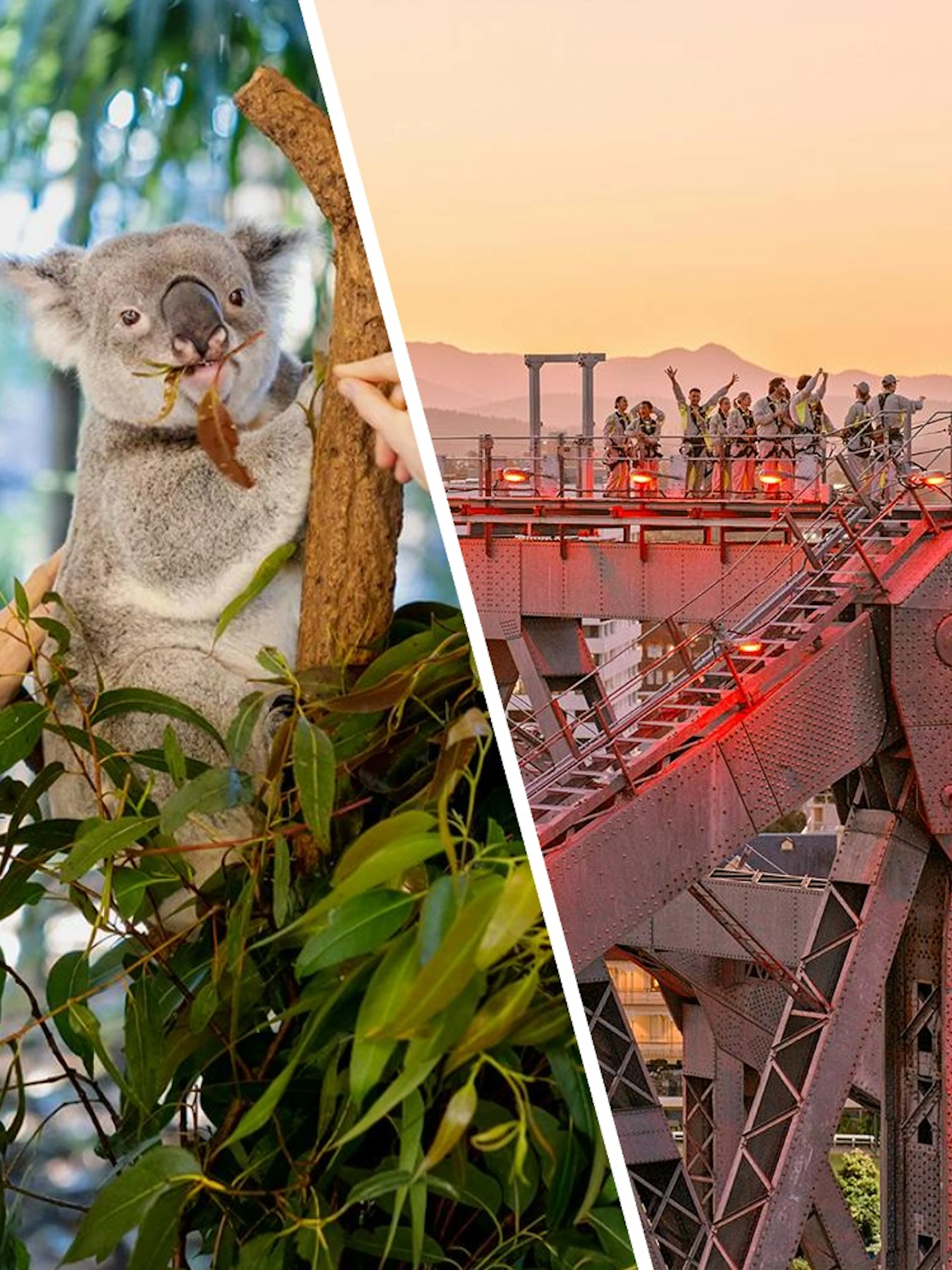 Tourists at Lone Pine Koala Sanctuary and Twilight Climbs on Story Bridge in Brisbane.