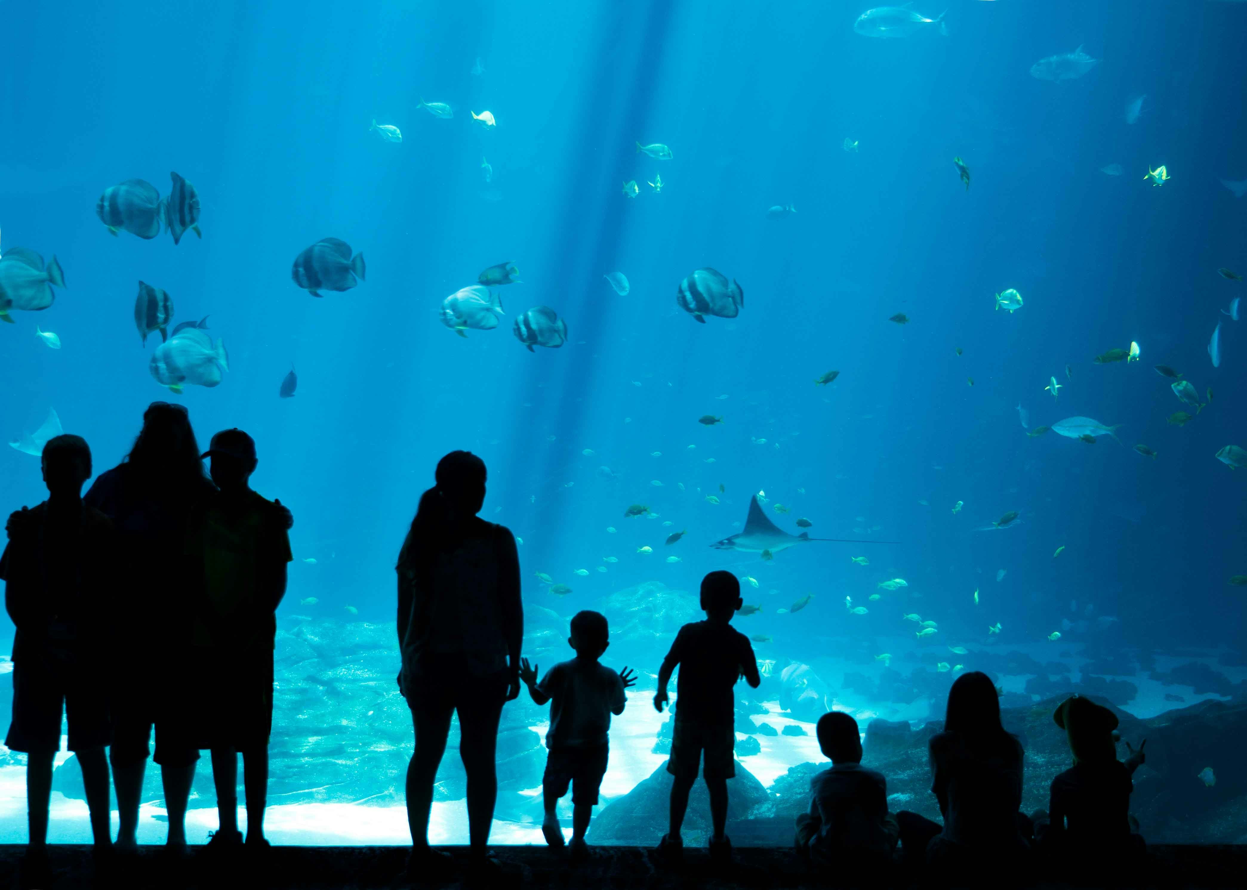 Georgia Aquarium