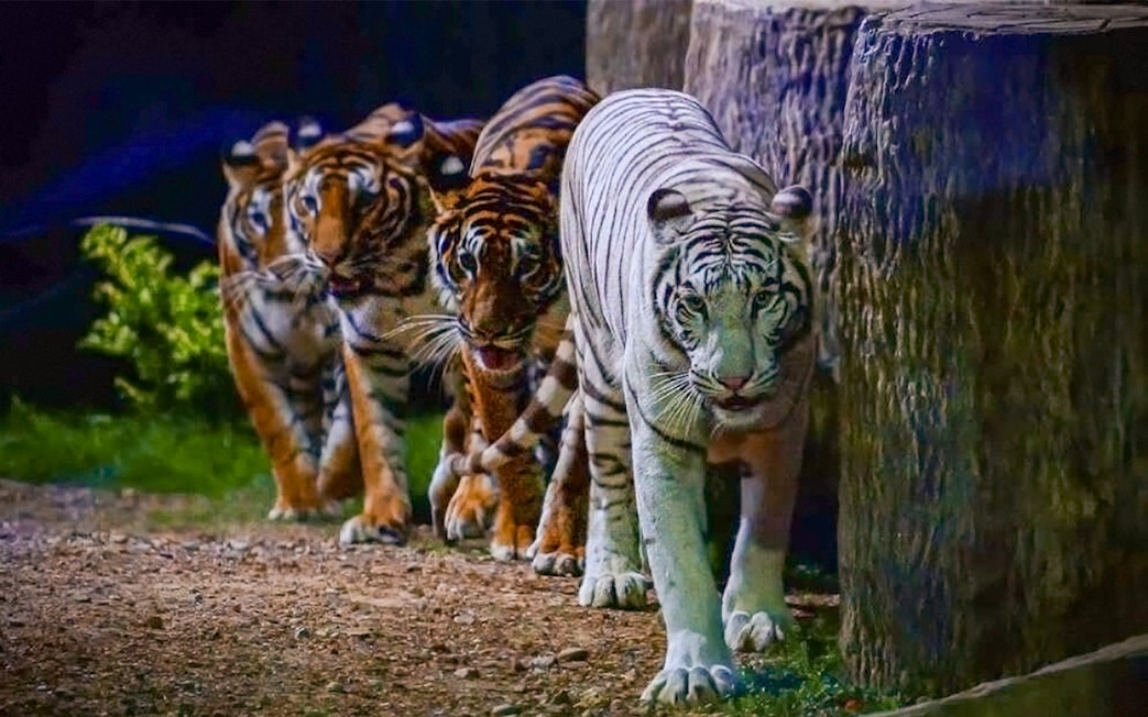 Tigers walking in a line at Night Safari Park, Chiang Mai.