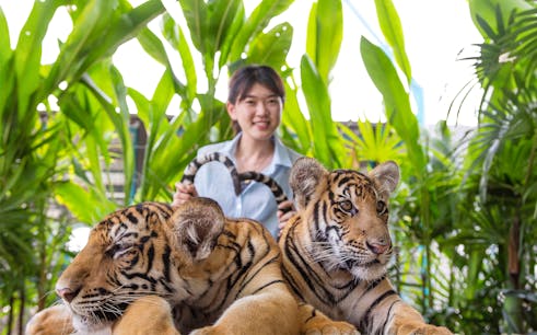 tickets to tiger park pattaya for thai residents-1