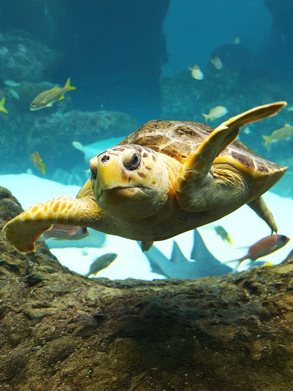 The Florida Aquarium