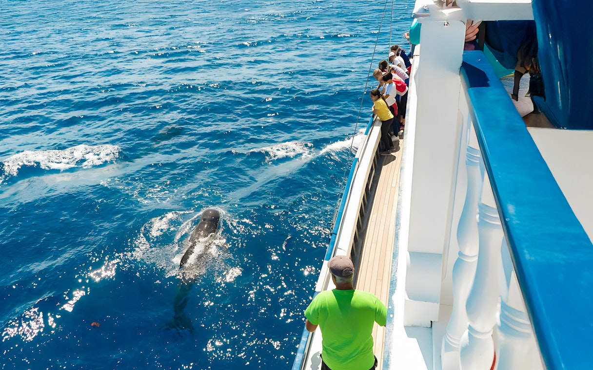 Tourists and guide watching whales from a cruise boat in Tenerife.