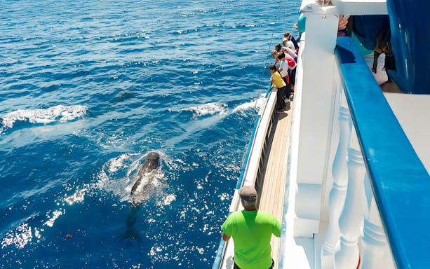 Tourists and guide watching whales from a cruise boat in Tenerife.