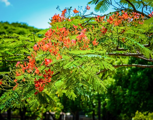 Jardim Zoologico