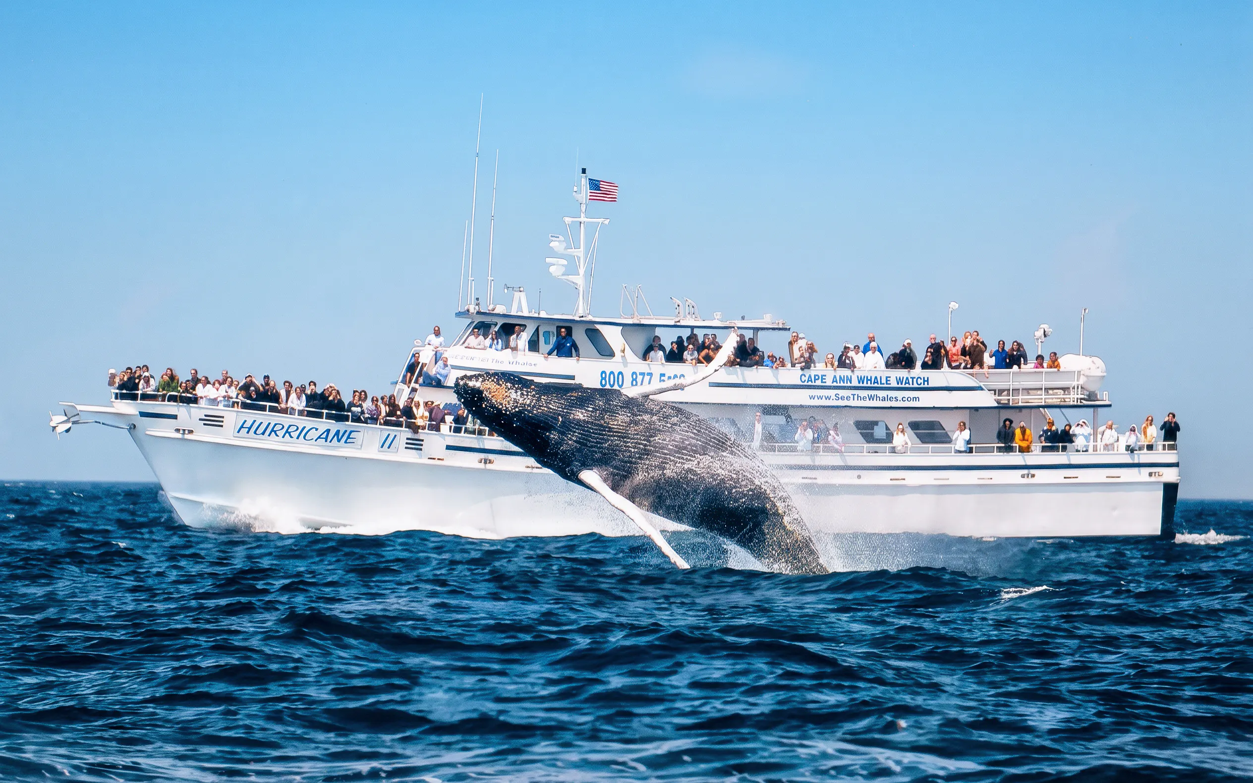 Whale breaching near Cape Ann Whale Watch boat in Gloucester.