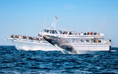 Whale breaching near Cape Ann Whale Watch boat in Gloucester.