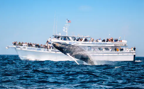 Whale breaching near Cape Ann Whale Watch boat in Gloucester.
