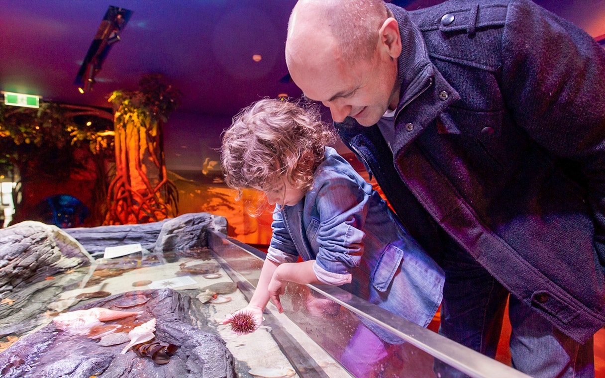 Child exploring touch pool at SEA LIFE Melbourne aquarium.