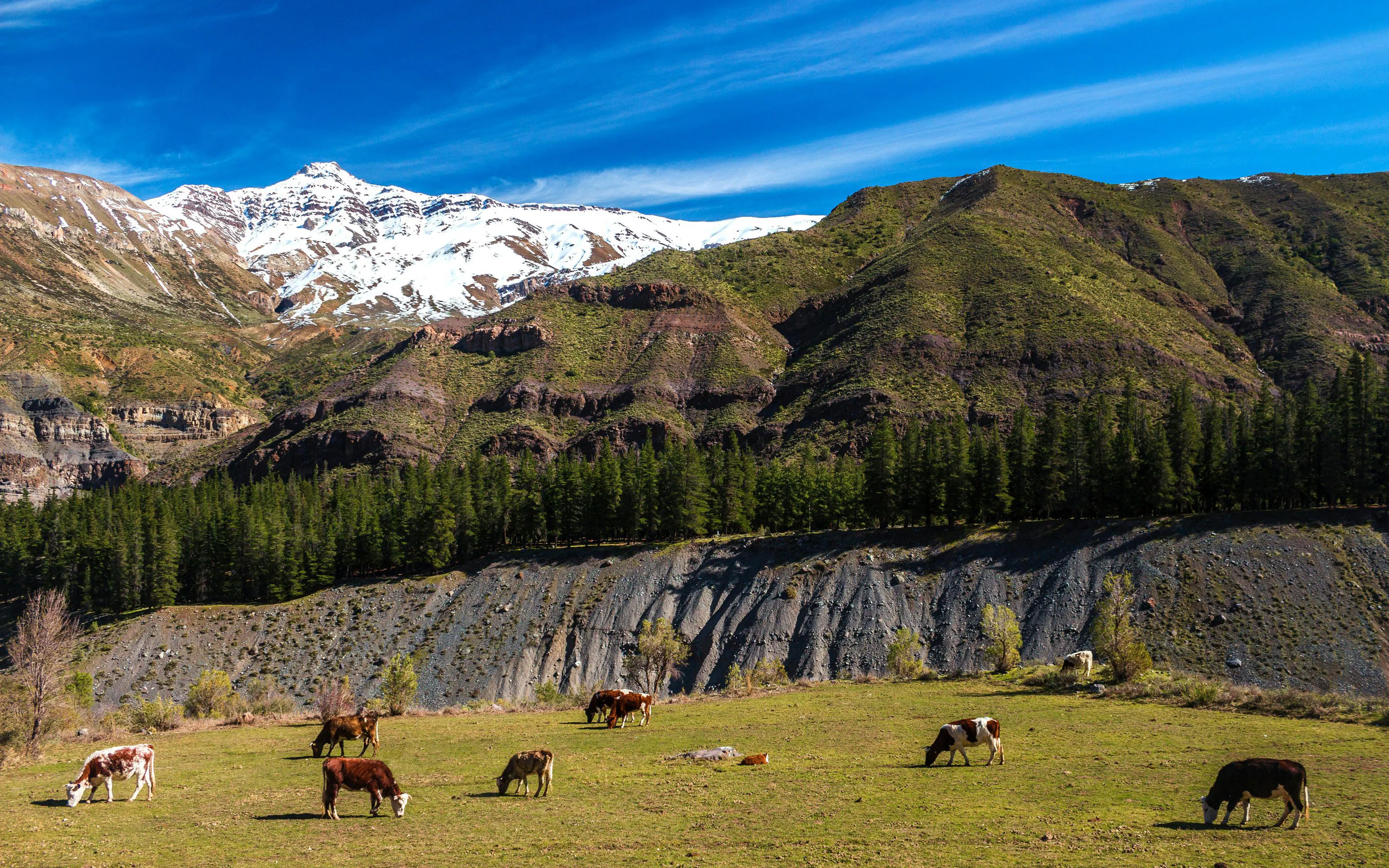 Cows grazing in a green field with snow-capped Andes mountains in Cajón del Maipo, Chile.
