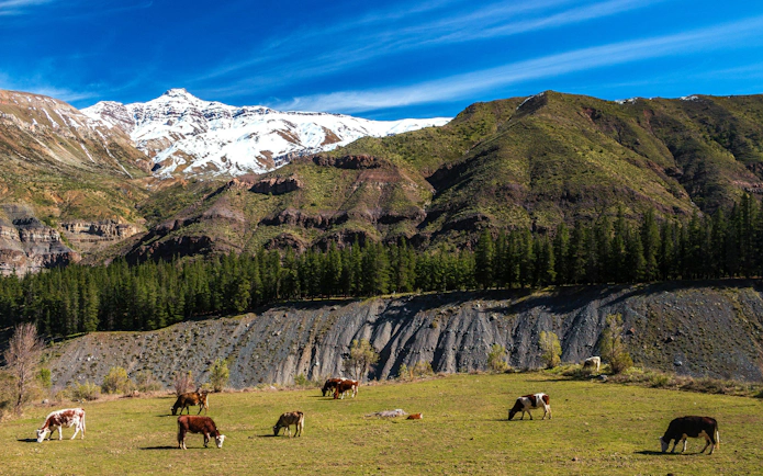 Cows grazing in a green field with snow-capped Andes mountains in Cajón del Maipo, Chile.