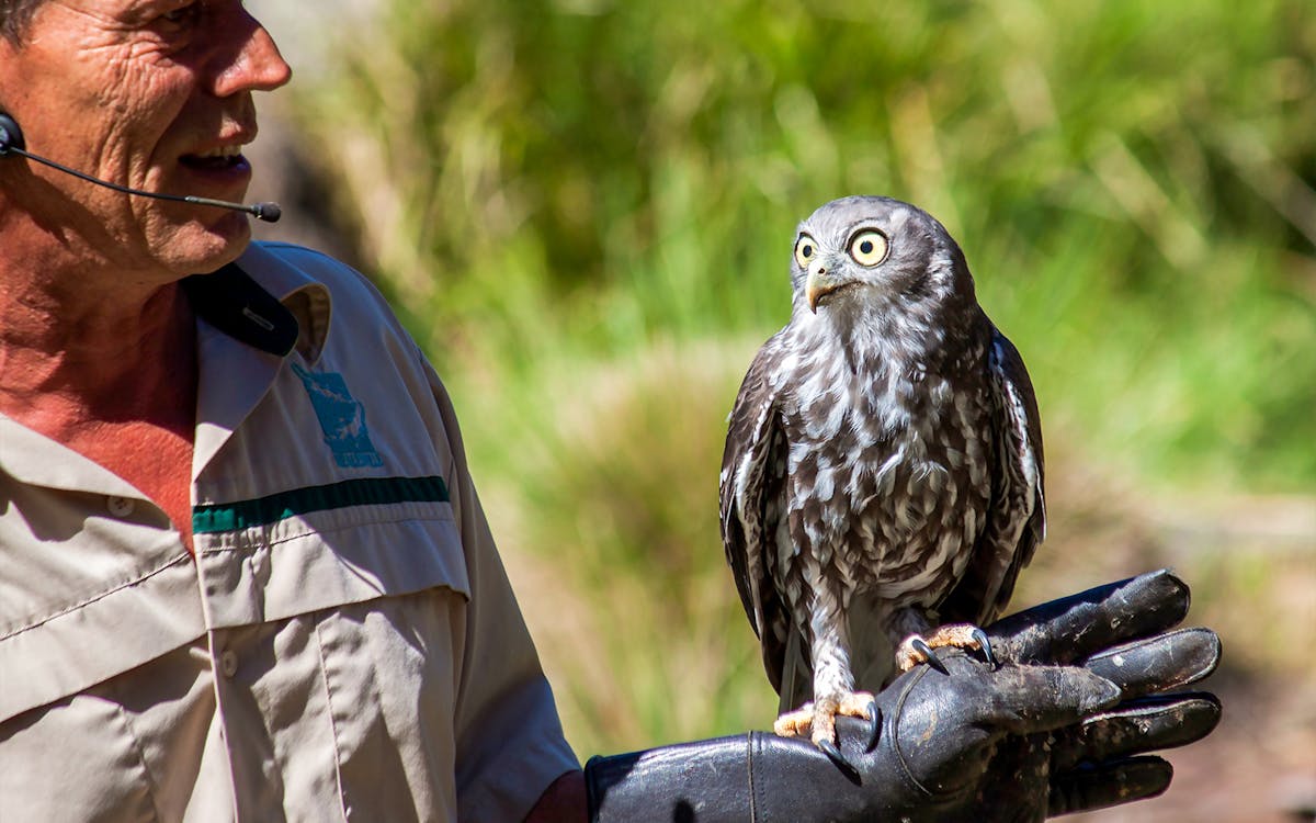 guided tour of healesville sanctuary & phillip island wildlife park with transfers-2 guided tour of healesville sanctuary & phillip island wildlife park with transfers-2
