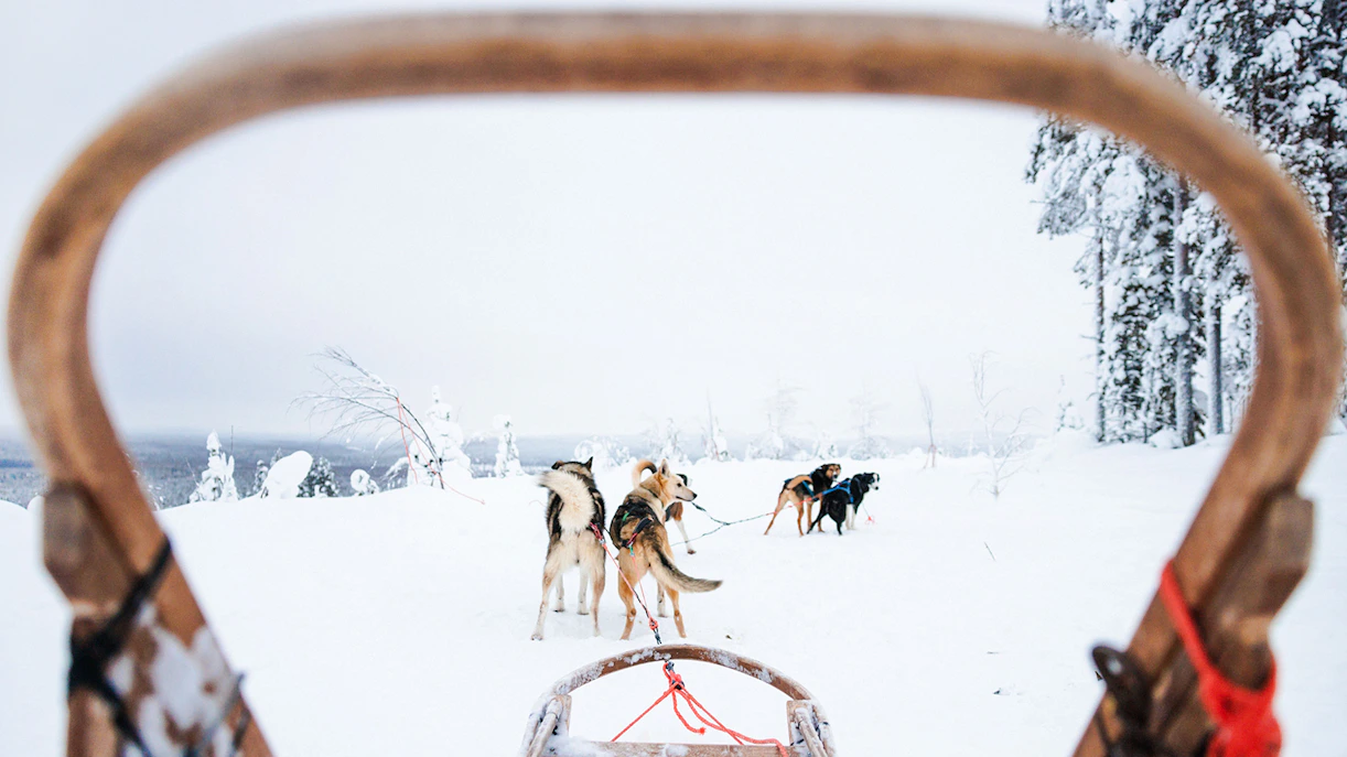Husky sledding through snowy landscape in Lapland.