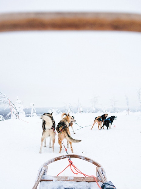Husky sledding through snowy landscape in Lapland.